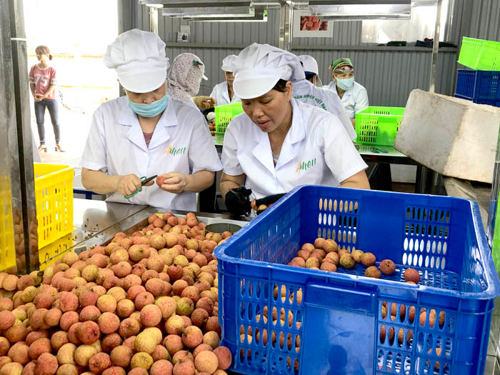 1st batch of fresh thieu lychee to be exported to Japan